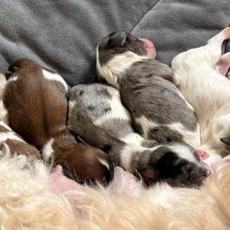 Havapoo puppies from Sharon’s Sheepadoodle’s
