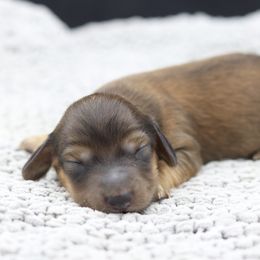 Dachshund Puppies from MNE Miniature Dachshunds