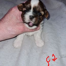 Girl 2 - Red and white female Shih Tzu puppy in Bethlehem, Pennsylvania from Cinnamon's Shih Tzus