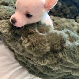 Rose - White female Chihuahua puppy in Amity, Pennsylvania from Rhoda and Verna