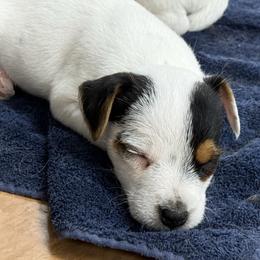 Boy 1 - Tri-color male Jack Russell Terrier puppy in Yakima County, Washington from Saddle Rock Kennels