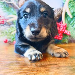 Maize 3500 - Cream male Dachshund puppy in Sylvania, Alabama from Yancey’s Doxies