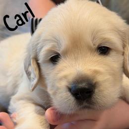Carl 3800 - Light golden male Golden Retriever puppy in Peoria, Arizona from Westwing Retrievers