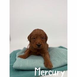 Mercury - Red  female Goldendoodle puppy in Smithfield, Kentucky from KBK9 Kennels