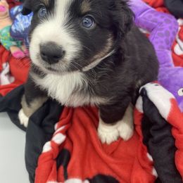 Miniature Australian Shepherd and Toy Australian Shepherd Puppies from Rye Hill Aussies