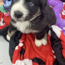 Miniature Australian Shepherd and Toy Australian Shepherd Puppies from Rye Hill Aussies