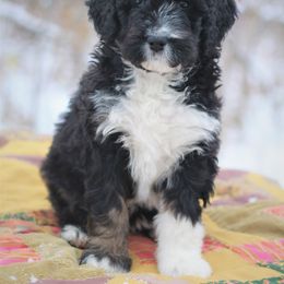 Bernedoodle Puppies from Richardville Hunde