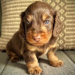 Chocolate Boy - Chocolate and tan male Dachshund puppy in North Port, Florida from Jessica Louise Dachshunds
