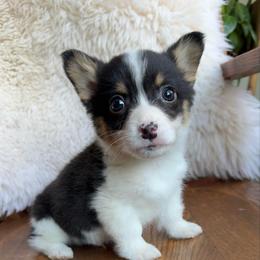 Truly - Black and tan male Pembroke Welsh Corgi puppy in Lake City, Minnesota from Lake Pepin Corgi's