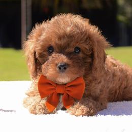 Cavapoo Puppies from Horton & Co. Cavapoos