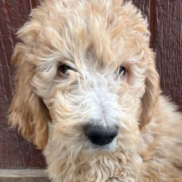 F1B ICA Victor - Apricot male Pyredoodle puppy in Prescott, Washington from Washington Bernedoodles & Pyredoodles
