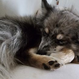 Pomsky All Grown Up from Kenna'z Kuddly Pomskiez