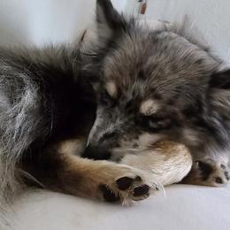 Pomsky All Grown Up from Kenna'z Kuddly Pomskiez