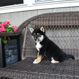Piko - Black and tan male Shiba Inu puppy in Arcola, Illinois from Highline Puppies