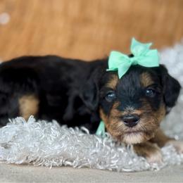 Mint - Tri-color female Bernedoodle puppy in Hesperia, Michigan from Red Acres Poodles & Doodles