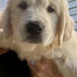 Golden Retriever Puppies from West Coast Cream Goldens