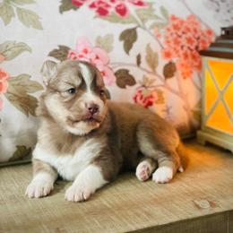 Turks (Pet Only Contract) - Red and white male Pomsky puppy in Greenville, South Carolina from Thicketty Mountain Pomskies