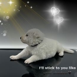 Mr. Black Collar - White male German Shepherd puppy in Granite City, Illinois from Devon Rugerio's German Shepherds