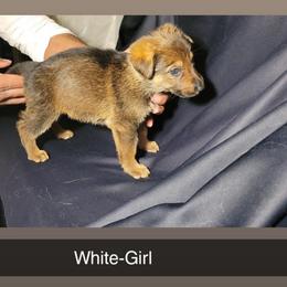 WHITE- Girl - Black and tan female German Shepherd puppy in Willoughby, Ohio from WolfPackk