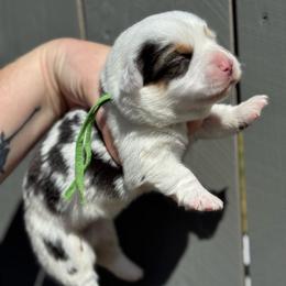 Scooby fluffy (green) - Blue merle and white male American Corgi puppy in East Oakdale, California from Rhettro Kennels