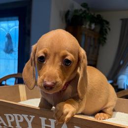 Blondie- pink collar - Red female Dachshund puppy in Olathe, Colorado from Rocking LJ Breeding
