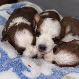 Chance - Chocolate, tan and white male Yorkshire Terrier puppy in Parma, Ohio from My Exotic Yorkies LLC