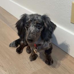 Dakota - Dachshund