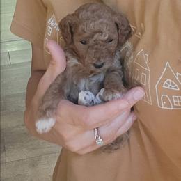 Gizmo - Red  male Poodle puppy in Montrose, Pennsylvania from Tales Of Joy