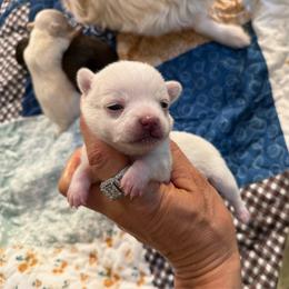 White boy price: 4,300 - White male Chihuahua puppy in Summerfield, Florida from Uey’s Chihuahuas