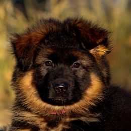Girl 3 - Black and red female German Shepherd puppy in Alvarado, Texas from King Of Zion German Shepherds