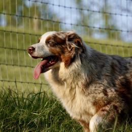 Bingo - Australian Shepherd