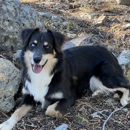 Rip - Miniature Australian Shepherd