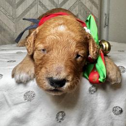 Ralphie - Red  male Goldendoodle puppy in Camden, North Carolina from Oopsie Doodles of NC