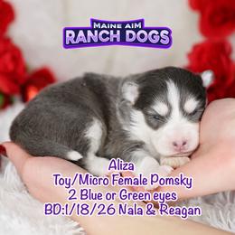 Aliza - Blue female Pomsky puppy in Humeston, Iowa from M.A.R. Dogs