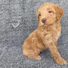 Sapphire - Red  female Goldendoodle puppy in Chattanooga, Tennessee from Hilltop Cuddle Pups