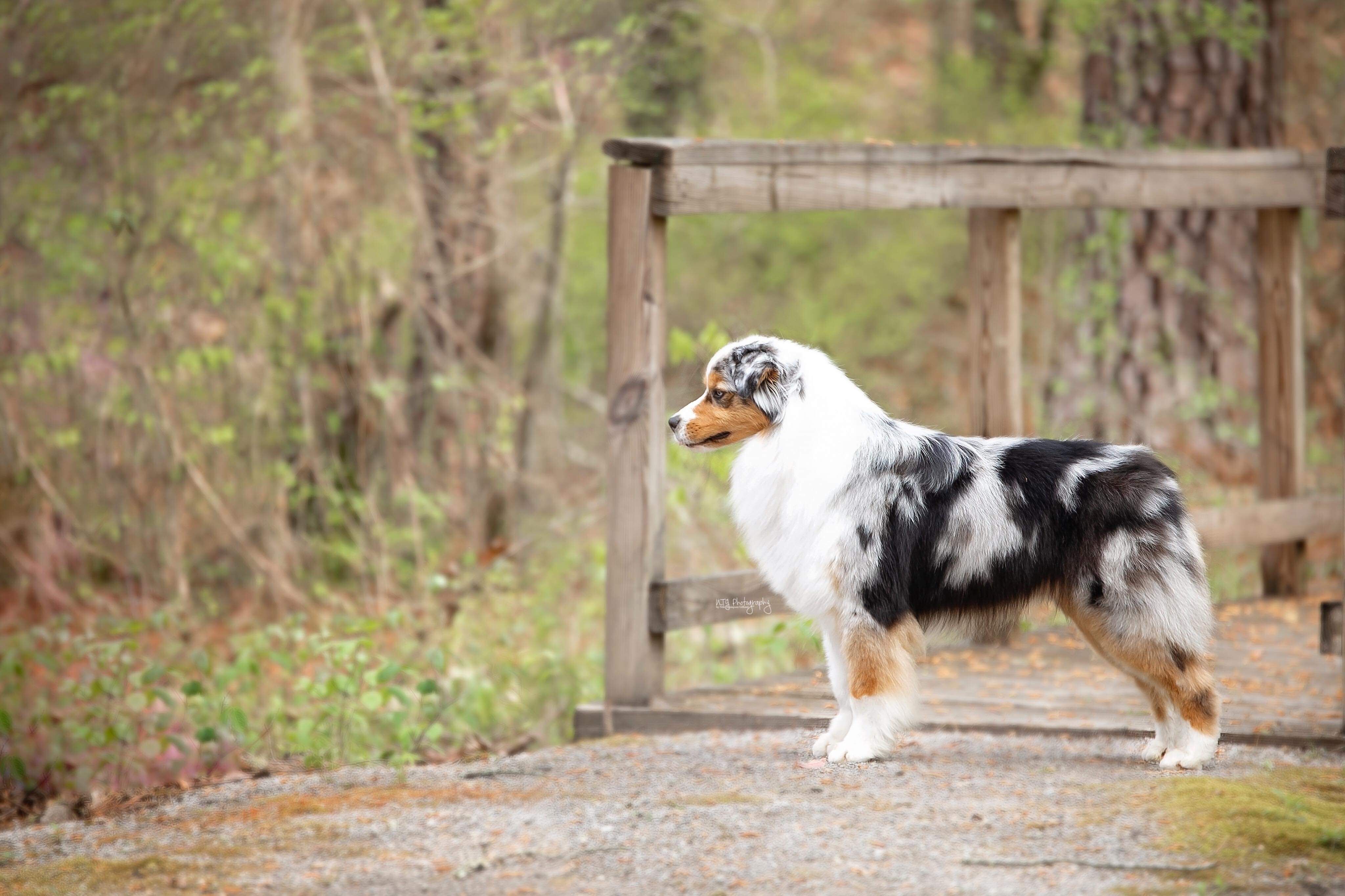 Cahaba sales australian shepherds