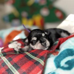 Sheldon - Black and silver male Miniature Schnauzer puppy in Brownwood, Texas from Texas Dreams Mini Schnauzers