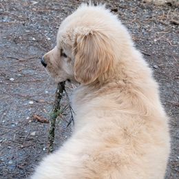 Golden Retriever Puppies from DoubleTake Goldens