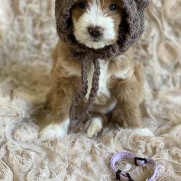 Goldendoodle Puppies from Beck Kennel
