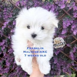 Franklin - White male Maltese puppy in Paden, Oklahoma from Logan's Perfect Puppies