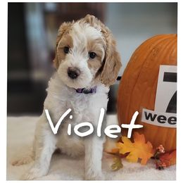 Violet - Parti female Goldendoodle puppy in Fort Worth, Texas from Stacy Warwick