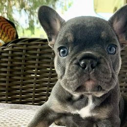 French Bulldogs from Jennifer's French Bulldogs
