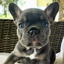French Bulldogs from Jennifer's French Bulldogs