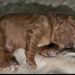 Cooper - Red male Cavapoo puppy in Redding, California from Lipscomb Doodles