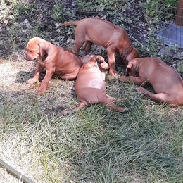 Rhodesian Ridgeback Puppies from Skydance Rhodesian Ridgebacks