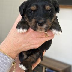 Bang - female Australian Mountain Doodle puppy in Spanish Fork, Utah from Little Puppy Co.