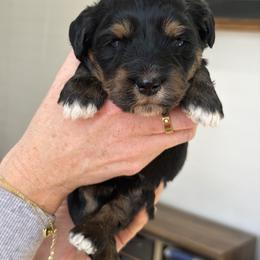 Bang - female Australian Mountain Doodle puppy in Spanish Fork, Utah from Little Puppy Co.