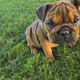 Piper - Red female Bulldog puppy in Oxford, Pennsylvania from Grace's Bulldogs