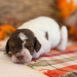Love-A-Lot - Phantom female Poodle puppy in Commerce, Georgia from Peach Blossom Kennels
