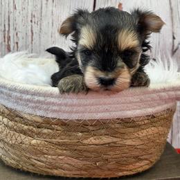 Moxie - Black & tan tri-color male Morkie puppy in Monticello, Iowa from Ashley’s Puppies